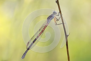 A dragonfly Coenagrionidae sits on a dry grass stalk.