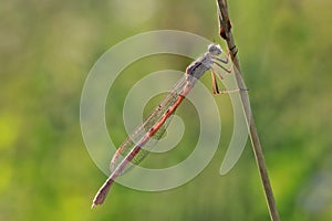 A dragonfly Coenagrionidae sits on a dry grass stalk