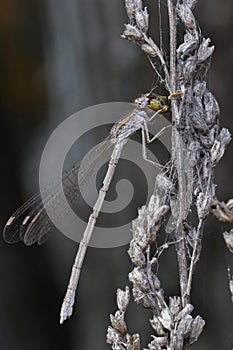Dragonfly Coenagrionidae sits on a dry grass stalk.