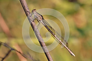 A dragonfly (Coenagrionidae) sits on a dry grass stalk.