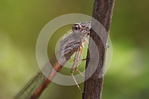 A dragonfly (Coenagrionidae) sits on a dry grass stalk. Transparent wings are folded along the body.