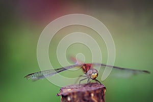 Perched Dragonfly in colours