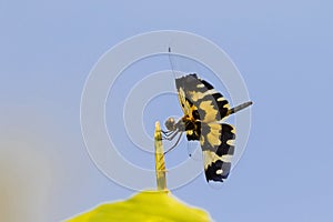 Dragonfly Common picture wing with yellow black transparency w