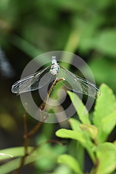 Dragonfly / Common skimmer Male