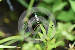 Dragonfly / Common skimmer Male