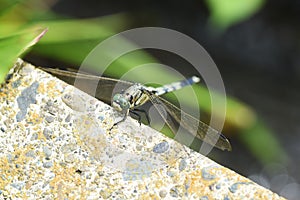 Dragonfly / Common skimmer Male