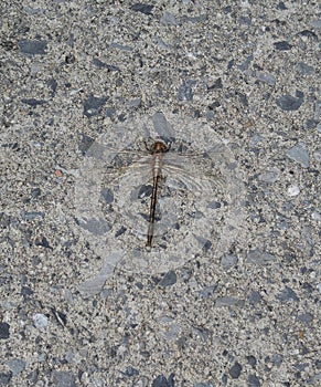 Dragonfly on concrete