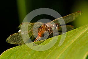 Dragonfly on Corn Leaf