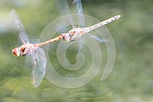 Dragonfly couple flying in mating season and pairing season for egg deposition at a garden pond as dragonfly tandem and elegant in