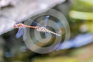 Dragonfly couple flying in mating season and pairing season for egg deposition at a garden pond as dragonfly tandem and elegant in