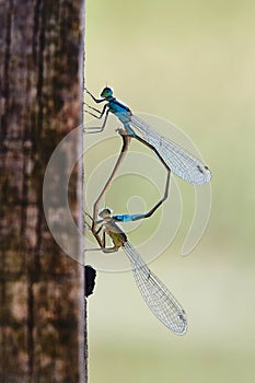 Dragonfly couple mating, insect nature