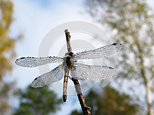 Dragonfly covered with dewdrops-3 photo