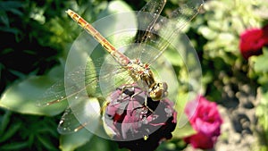 Dragonfly on a crimson flower