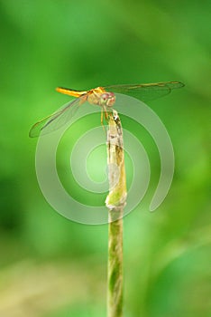 dragonfly crocothemis servilia