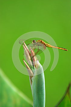 dragonfly crocothemis servilia