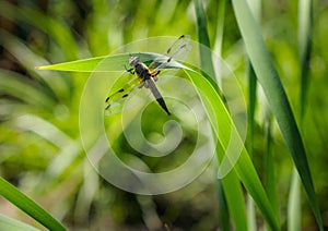 Dragonfly on a culm.