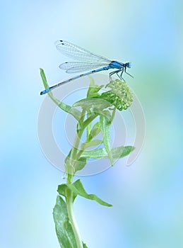 Dragonfly (damselfly) Enallagma cyathigerum (male)