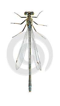 Dragonfly (damselfly) Erythromma najas (female)