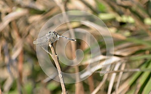 Dragonfly or Damselfly insect - Odonata infraorder Anisoptera of grasshopper family with multifaceted eyes, strong pairs,