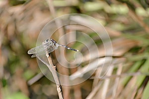 Dragonfly or Damselfly insect - Odonata infraorder Anisoptera of grasshopper family with multifaceted eyes, strong pairs,