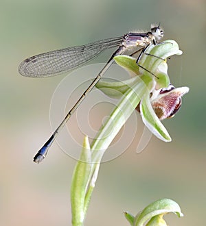 Dragonfly (damselfly) Ischnura elegans ebneri (fem