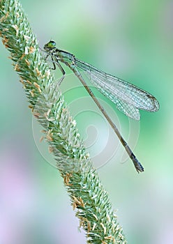 Dragonfly (damselfly) Ischnura elegans ebneri (fem