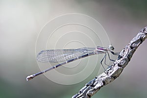 Dragonfly defining serenity