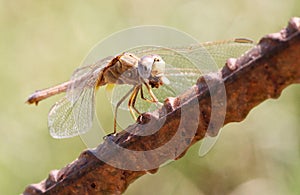 Dragonfly devouring a fly