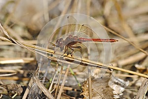 Dragonfly Devouring Its Prey photo