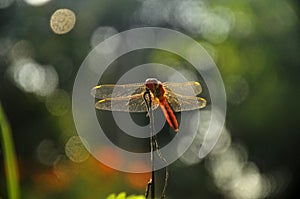 Dragonfly, dragonflies perch, natural insect flying with bokeh background