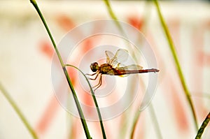 Dragonfly, dragonflies perch stalk, natural insect flying white background