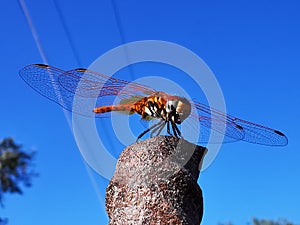 Dragonfly, Dragonflies resting