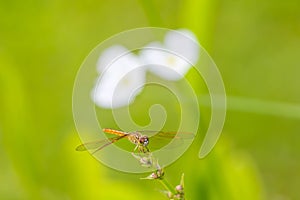 Dragonfly, Dragonflies of Thailand  Agriocnemis minima , Dragonfly rest on green grass leaf photo
