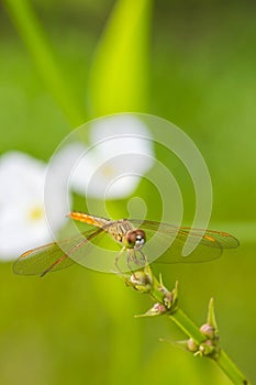 Dragonfly, Dragonflies of Thailand  Agriocnemis minima , Dragonfly rest on green grass leaf photo