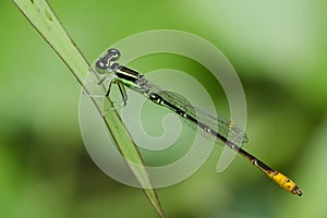 Dragonfly, Dragonflies of Thailand Agriocnemis minima photo