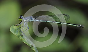 Dragonfly, Dragonflies of Thailand Agriocnemis minima photo