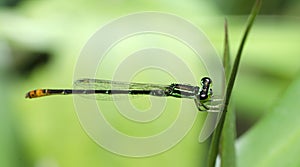 Dragonfly, Dragonflies of Thailand Agriocnemis minima photo
