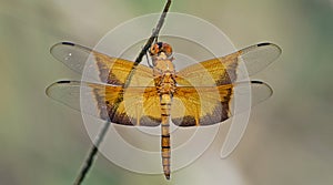 Dragonfly,Dragonflies of Thailand Camacinia gigantea