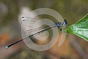 Dragonfly, Dragonflies of Thailand Coeliccia didyma