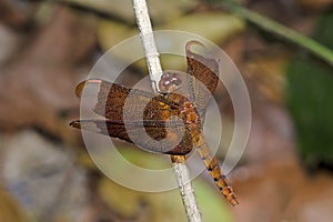 Dragonfly, Dragonflies of Thailand Neurothemis fulvia