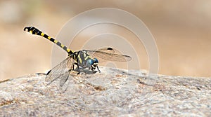 Dragonfly, Dragonflies of ThailandParagomphus capricornis