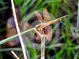 Dragonfly, Dragonfly closeup image, gold and red colour Dragonfly, macro dragonfly image, macro photography