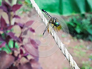 dragonfly