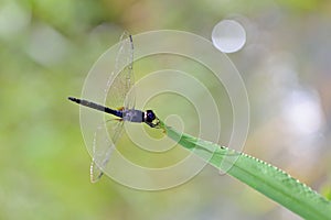 Dragonfly