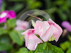 Dragonfly drank Water from Rain Drops