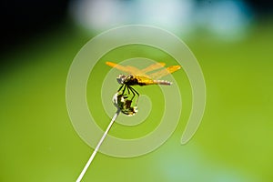 Dragonfly on dried flower with diagonal stem and green background