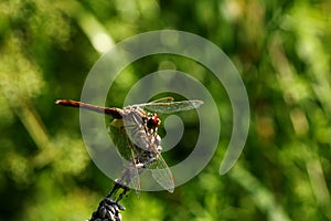 Dragonfly on dried grass