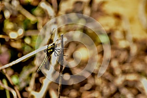 A dragonfly on a dried up plant