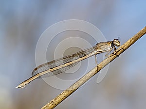 Dragonfly on the dried up stalk of a grass