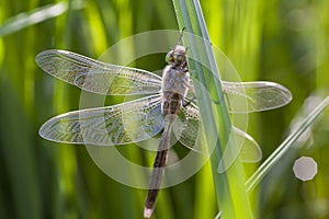Closeup of a dragonfly dries its wing after her emergence. photo